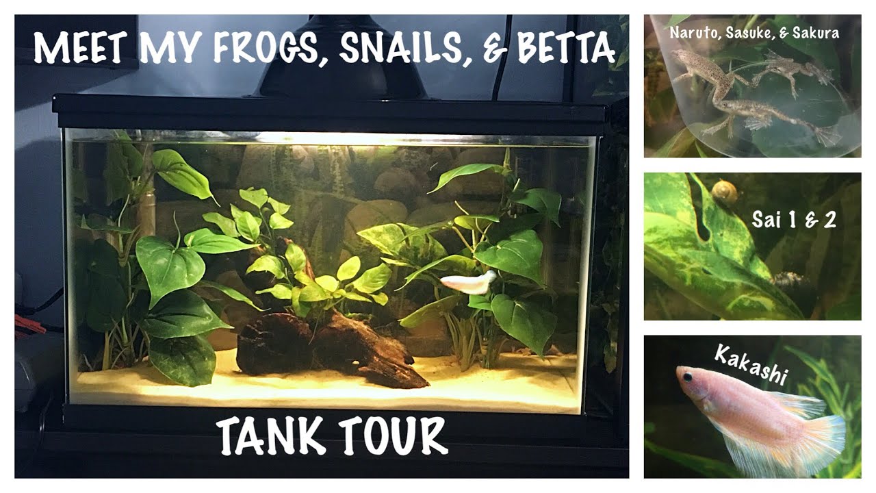 Meet My Betta Fish, Frogs, & Snails + Tank Set Up & Tour
