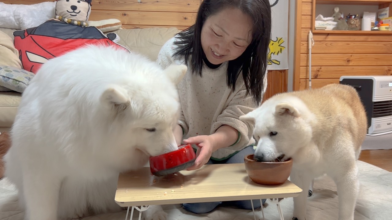 食欲がない時でも大好きな母の手作りご飯なら夢中で食べてくれる可愛い柴犬とサモエド