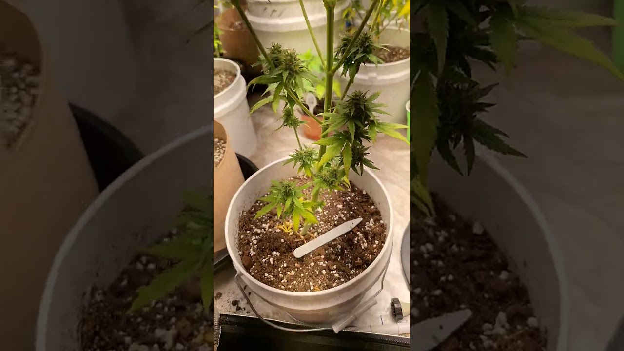 Smithsoniam Genetics O-HIGH-O Grow harvest time. NFSOT  for informational purposes