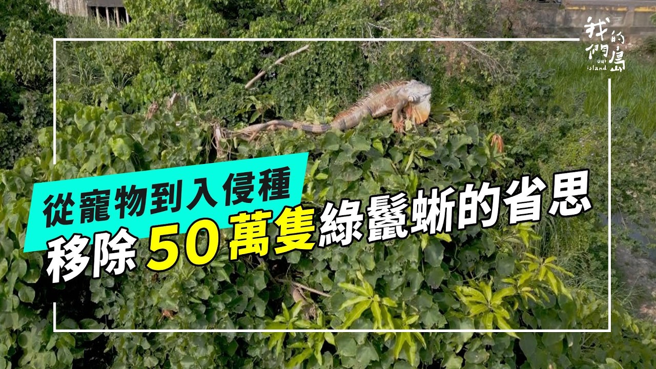 獵蜥：如何壓制綠鬣蜥族群｜外來種控制、政策與生命倫理的艱難戰役(公視我們的島 第1353集 2026-04-13)