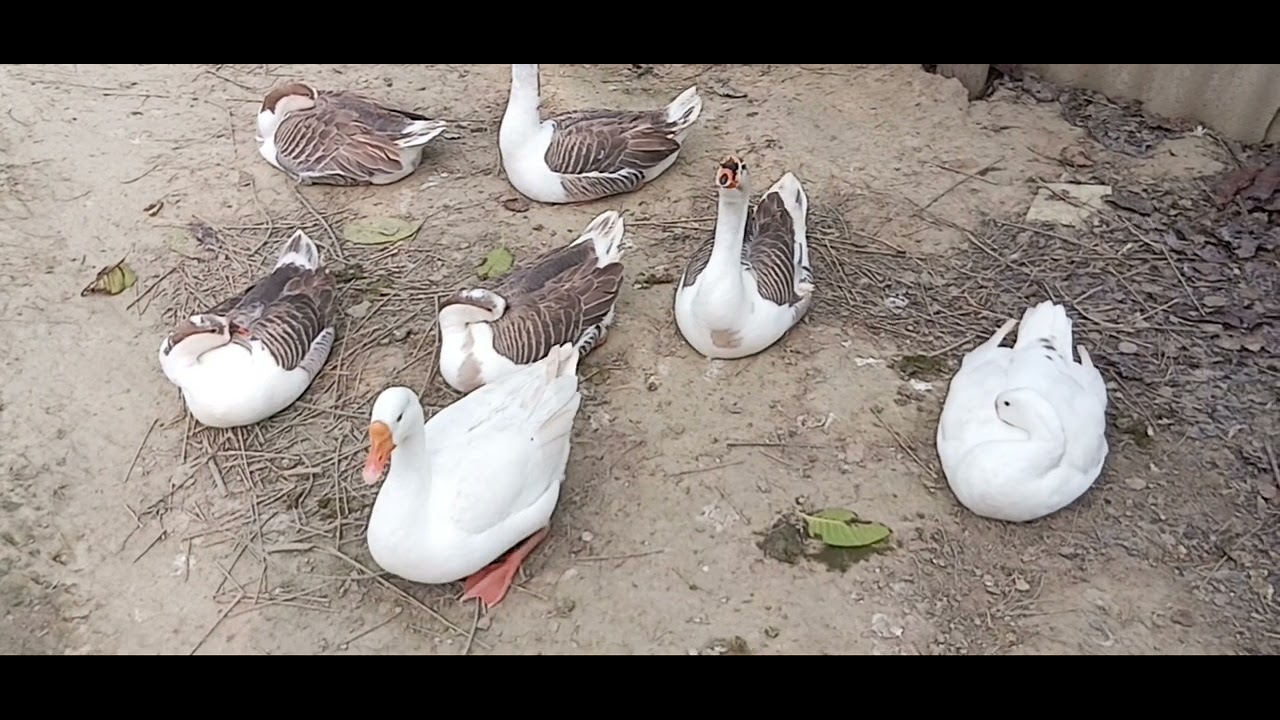 Rajhansh #swan #birds #cute #cutebirds #viral #viralvideo #youtubevideo #naturalfarming 