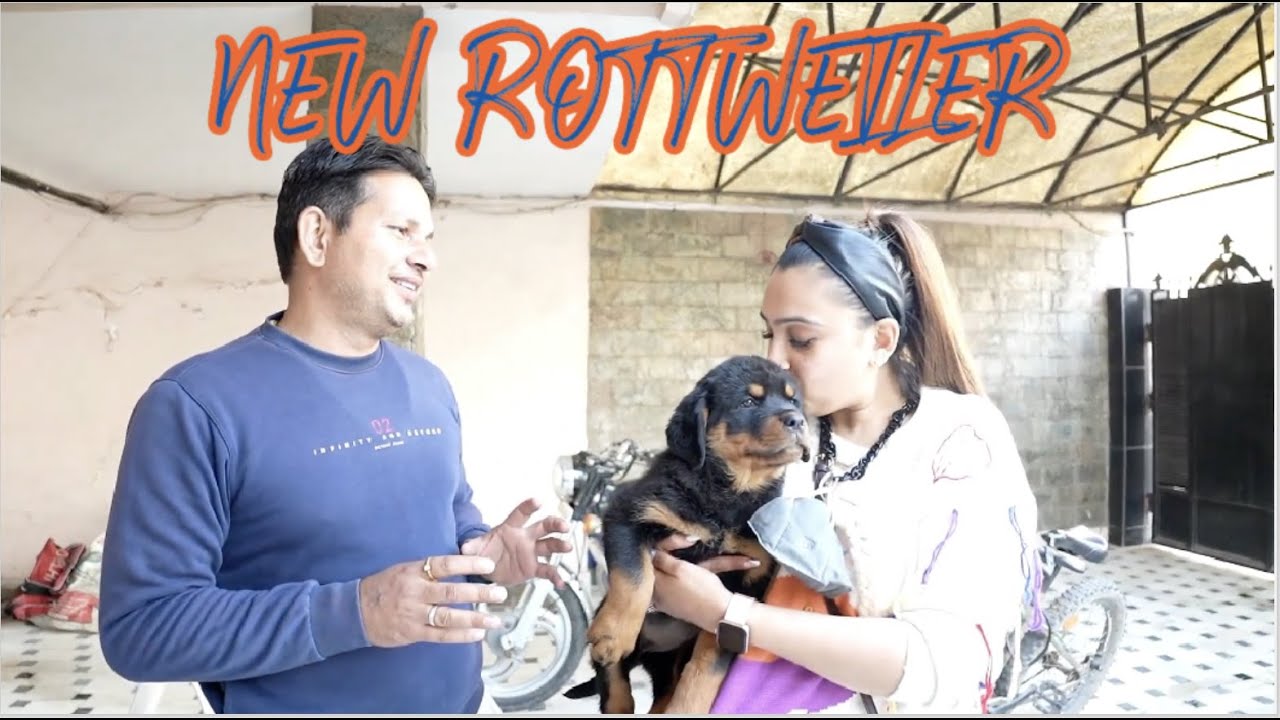 Finally New Family Member Most Aggresive  Rottweiler Dog Came Home | TYAGI ROTTWEILERS | NAMITAOLOGY