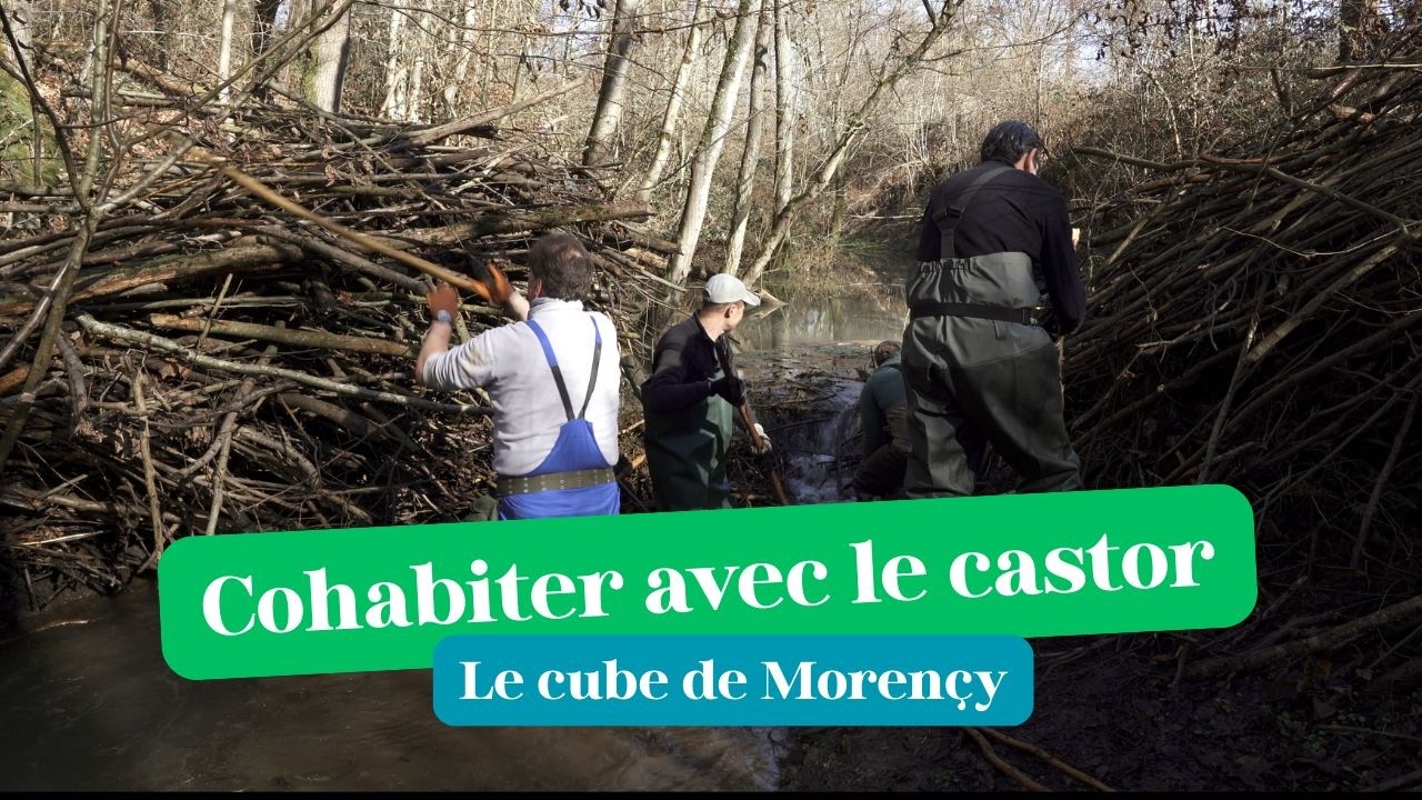 Le cube de Morençy : une solution pour cohabiter avec le castor