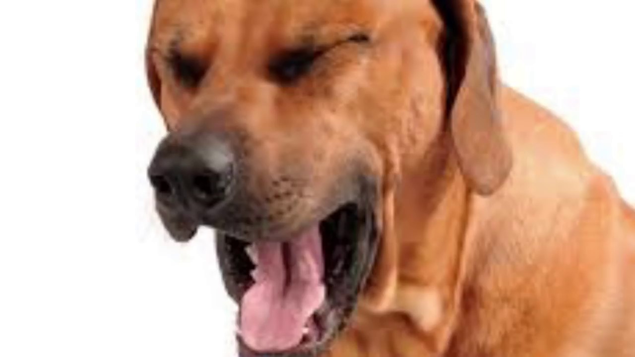 DAWG - Про армию