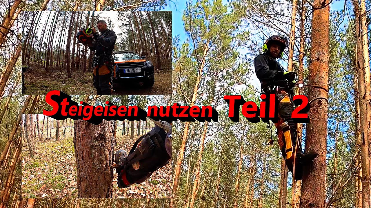 Bäume Klettern mit Steigeisen Teil 2 I Bades Baumdienst