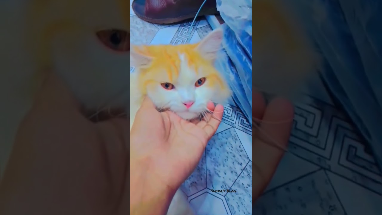 meow meow 😍✨ #cutecat #tanika'sblog #shortsvideo