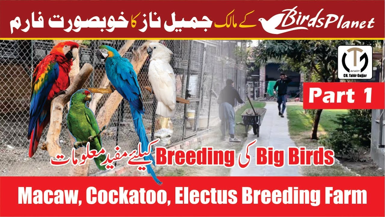 Macaw Breeding farm Of Jamil Naz(BIRDSPLANET OWNER) Part 1|Beautiful Farm of Macaw, Cockatoo, Amazon