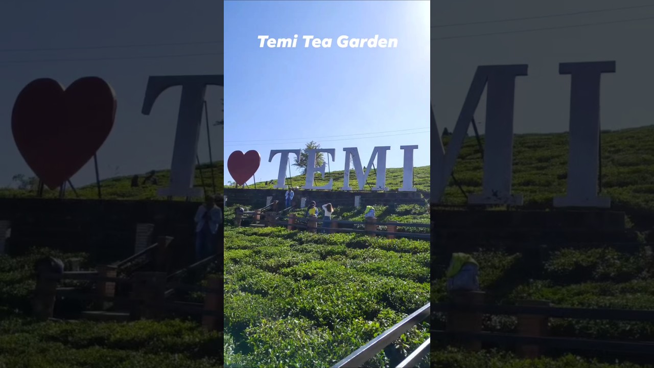 Temi Tea Garden, Sikkim #lmsikkim