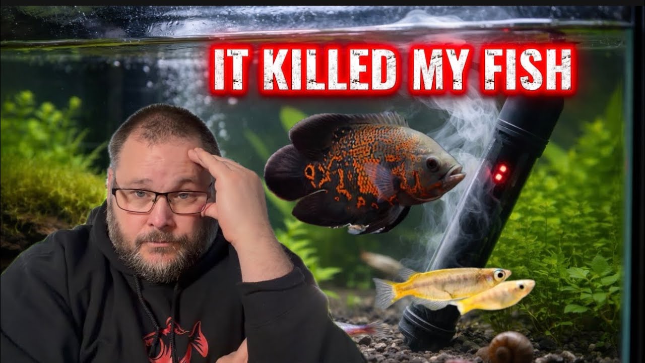 When Aquarium Heaters Fail: How I Lost Rare Fish and an Oscar