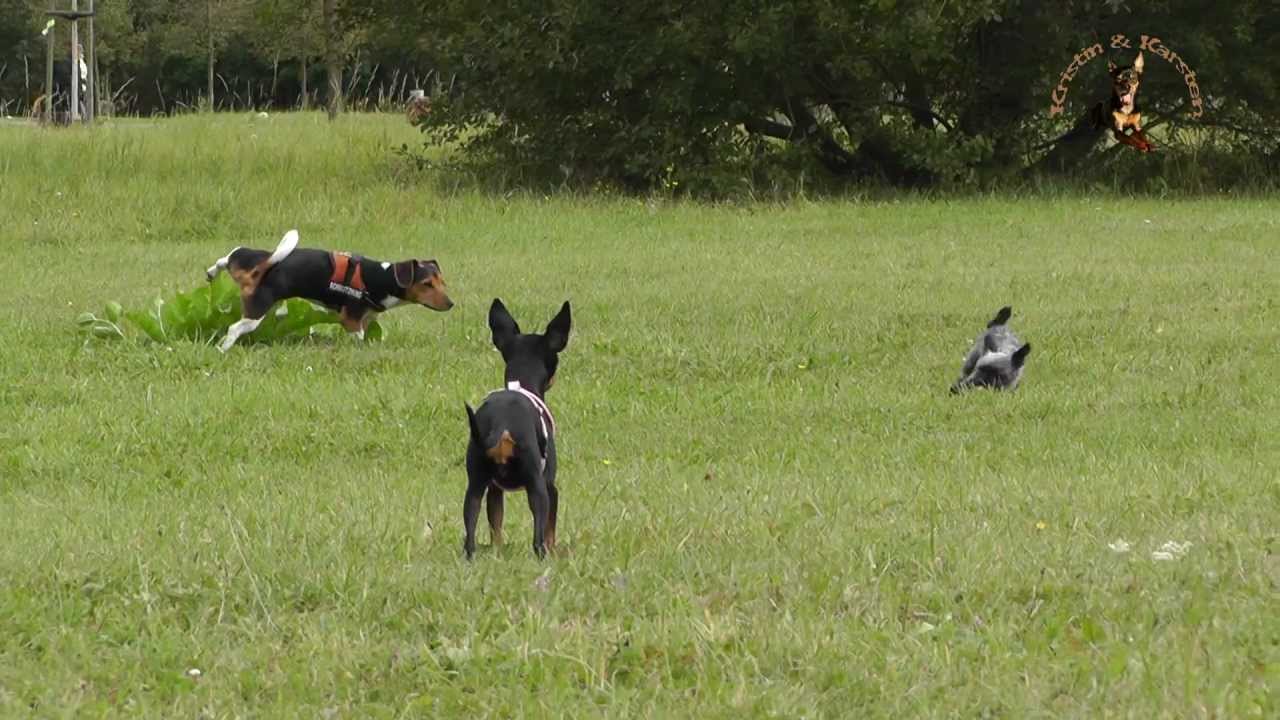 Prager Rattler Krümel beim Kleinhundetreffen im Leipziger Volkspark