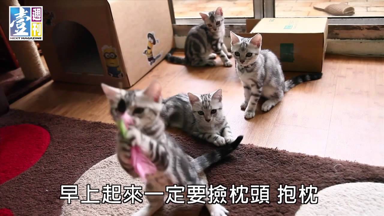 【台灣壹週刊】美短六小福　吃飯睡覺都很萌