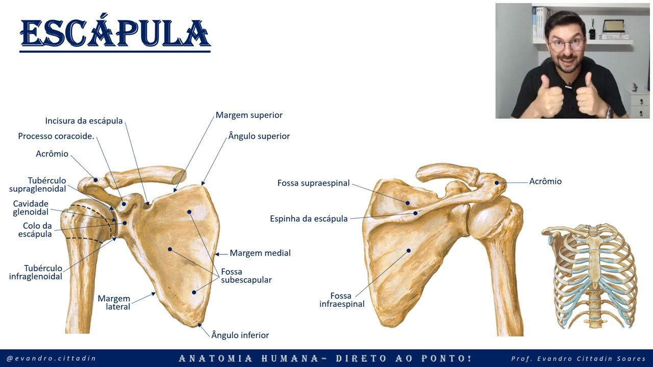 Escápula - Esqueleto apendicular - Sistema esquelético - Anatomia direto ao ponto!