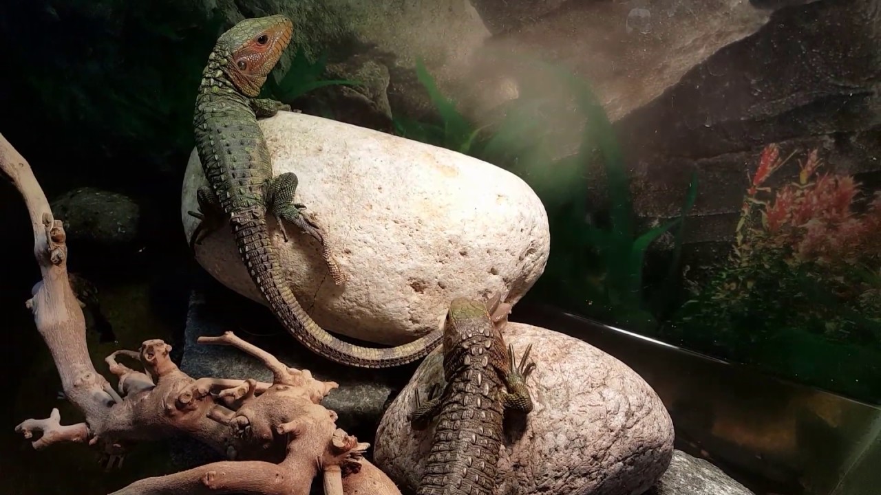 Feeding caiman lizards food, habitat, and  setup