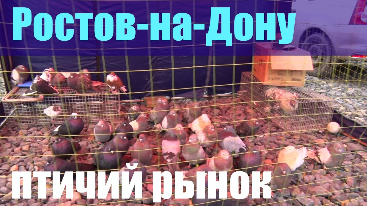Птичий рынок. Ростов-на-Дону. Часть 2. [20.02.2022]