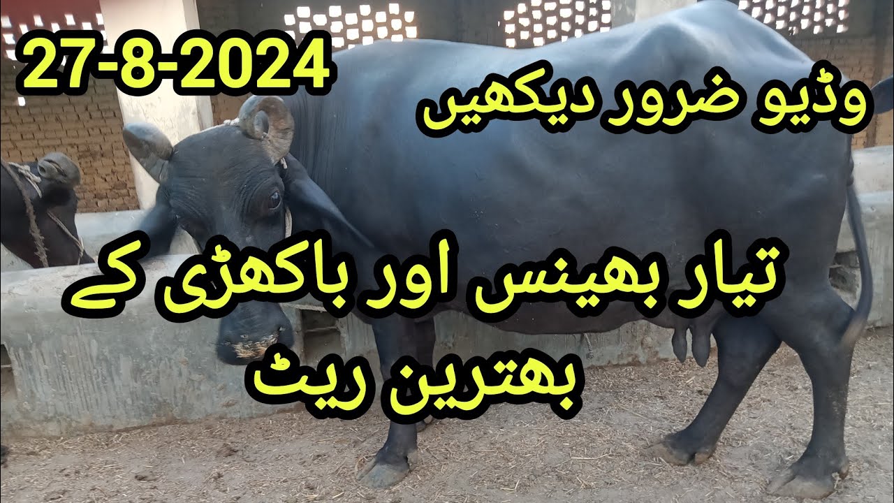 Sindhi Buffalo price new latest update 27-8-2024