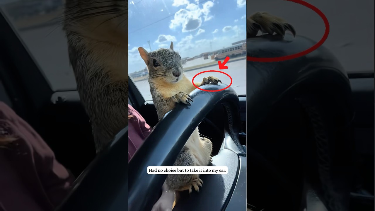 Squirrel Rescue&hellip; 💞 #Squirrel #lost #rescue #wholesome #babyanimal #animalrescue