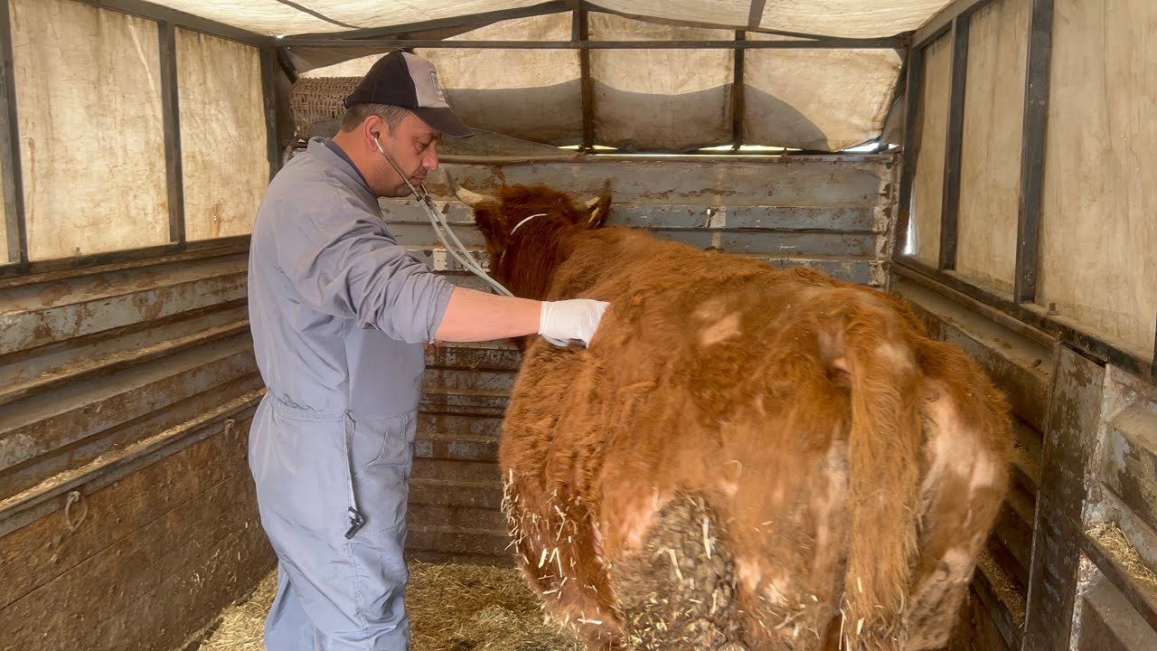MİDESİ DURAN İNEĞİ KONTROLE GETİRDİK