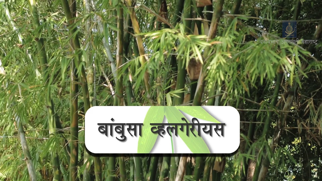 23 Bambusa vulgaris