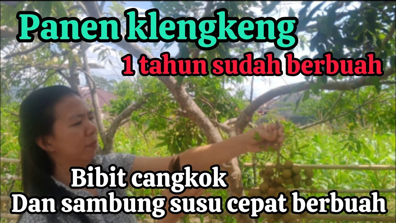Panen klengkeng, hasil dari sambung susu 