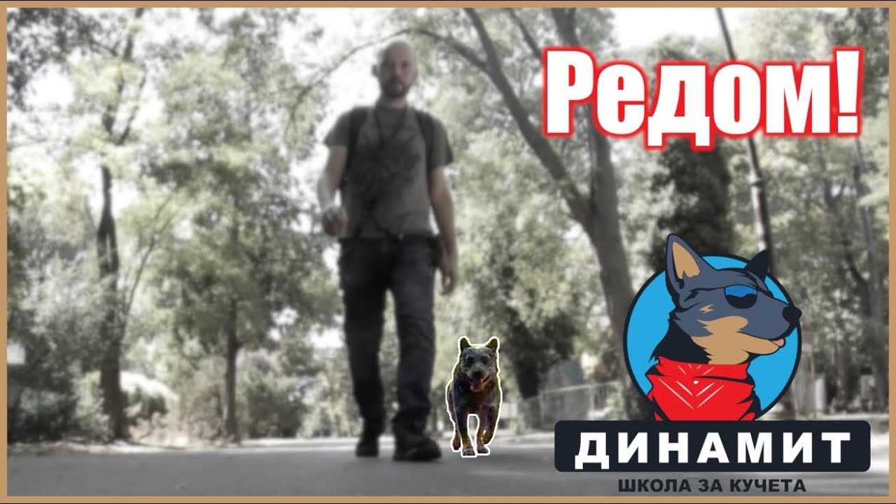 Kaк да научим кучето на Редом (Част 2)