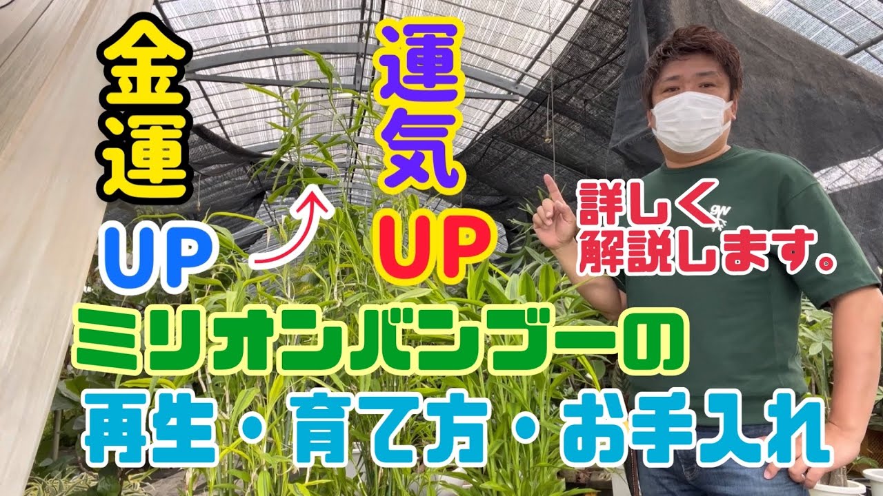 風水に絶大な人気のミリオンバンブー　再生・育て方・お手入れ詳しく解説します