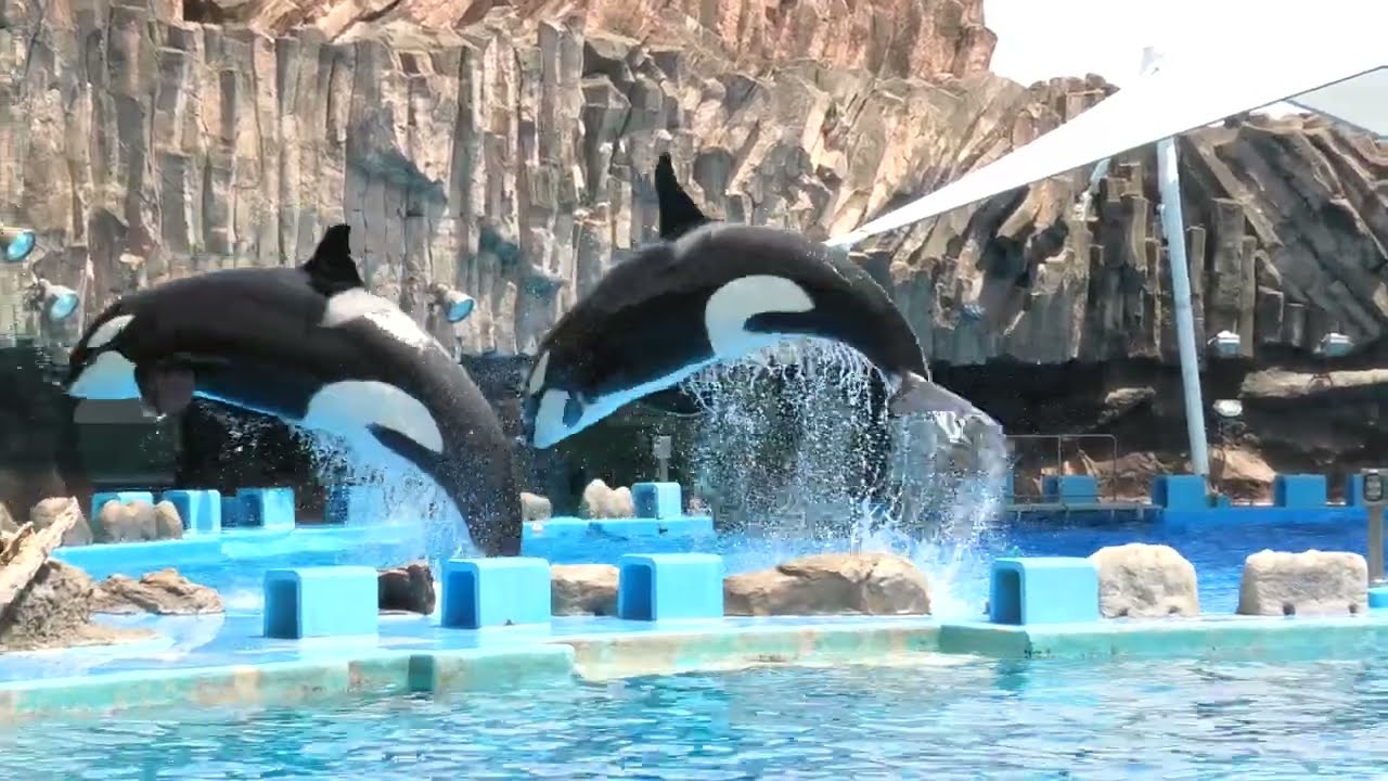 シャチショー (名古屋港水族館) 2021年7月23日