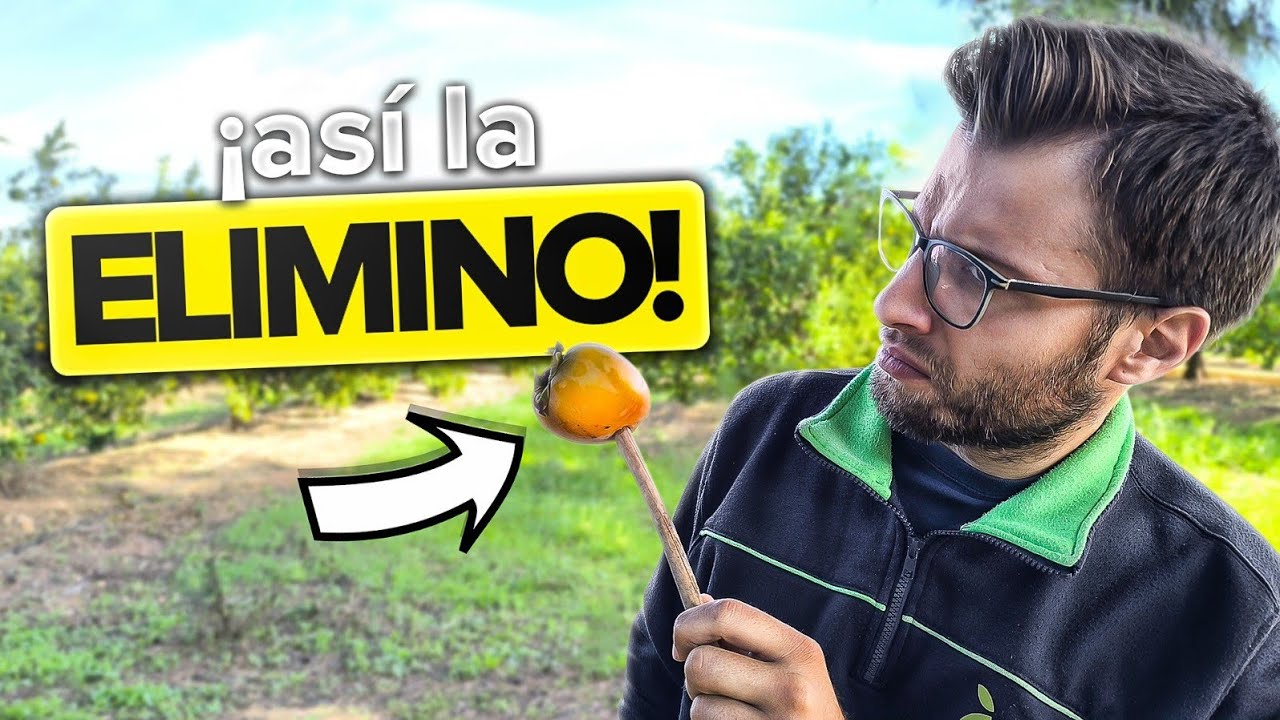 🪰 MOSCA de la FRUTA 🍑 Cómo ELIMINAR la CERATITIS CAPITATA (y evitar perder tu cosecha)