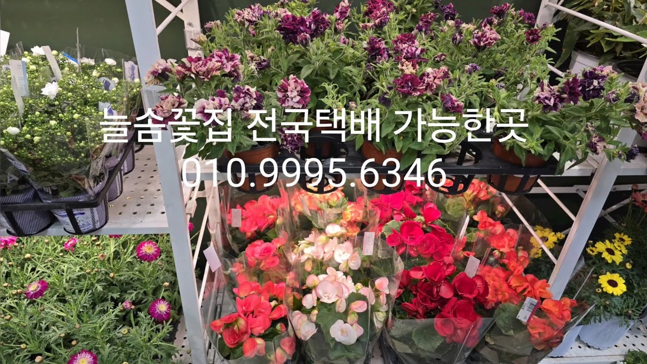 3월11일 늘솜꽃집 택배가능한곳 010.9995.6346 예뿐아이들 구경하러오세요 