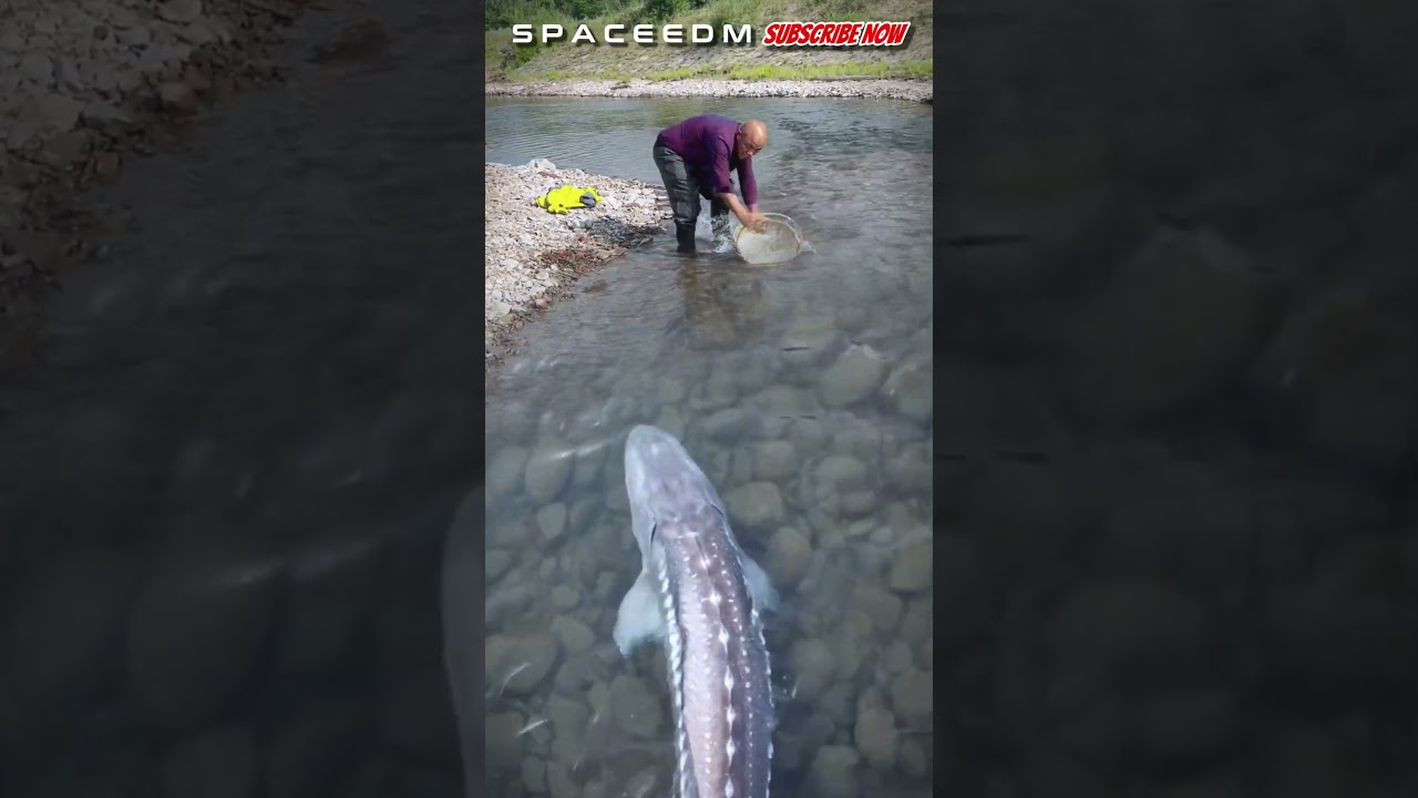 LOOK AT THIS! CATCHING A LARGE STURGEON