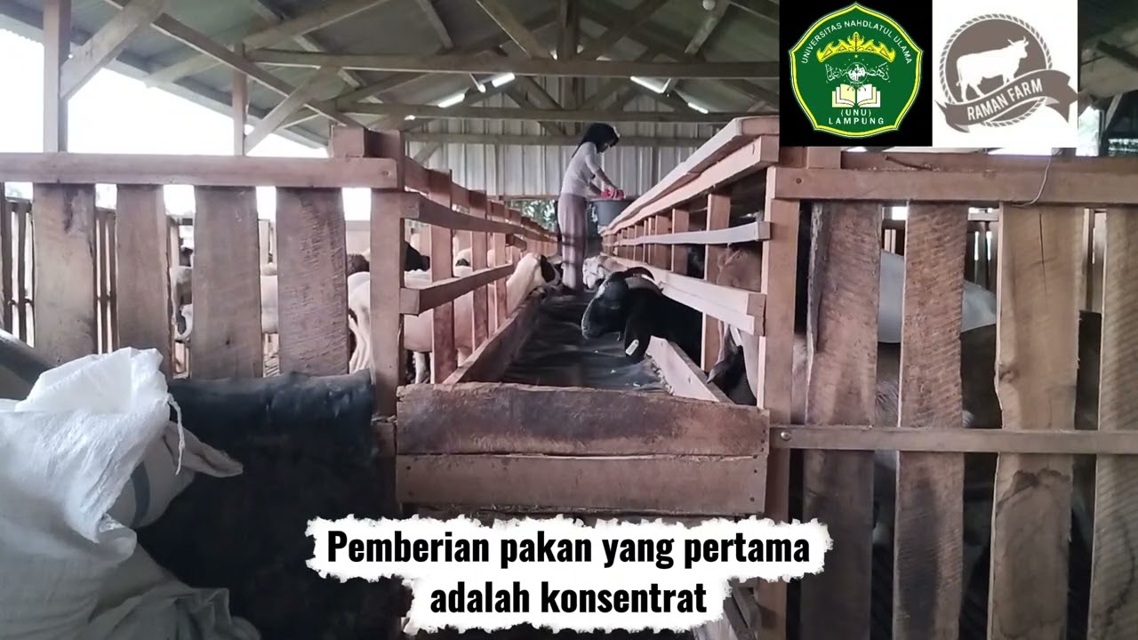 Video magang pada pemeliharaan domba breeding di CV. Raman Farm Sejahtera Lampung Tengah