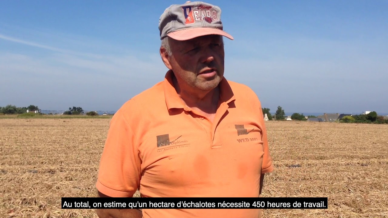 [Côté producteur] La récolte d'échalotes Prince de Bretagne