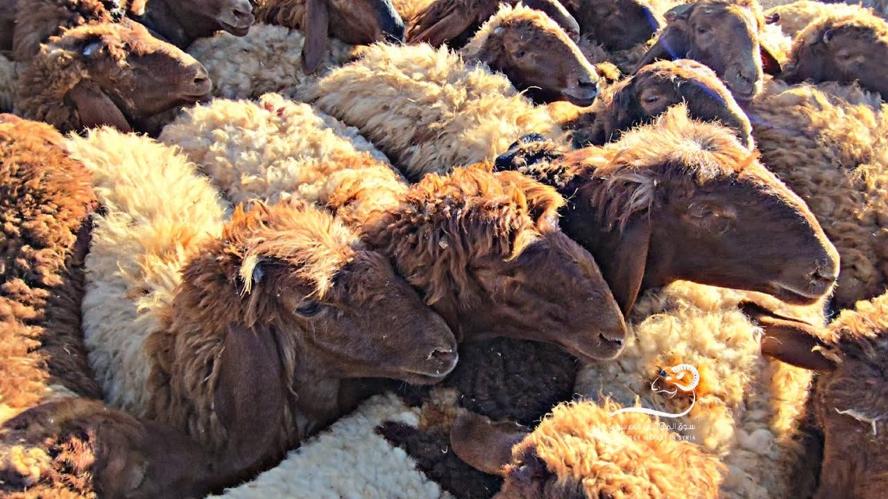 سوق الغنم _ معرة مصرين 27_ 9 أسعار اللحم والغنم والفطايم والخراف والجدايا وما إلى ذلك
