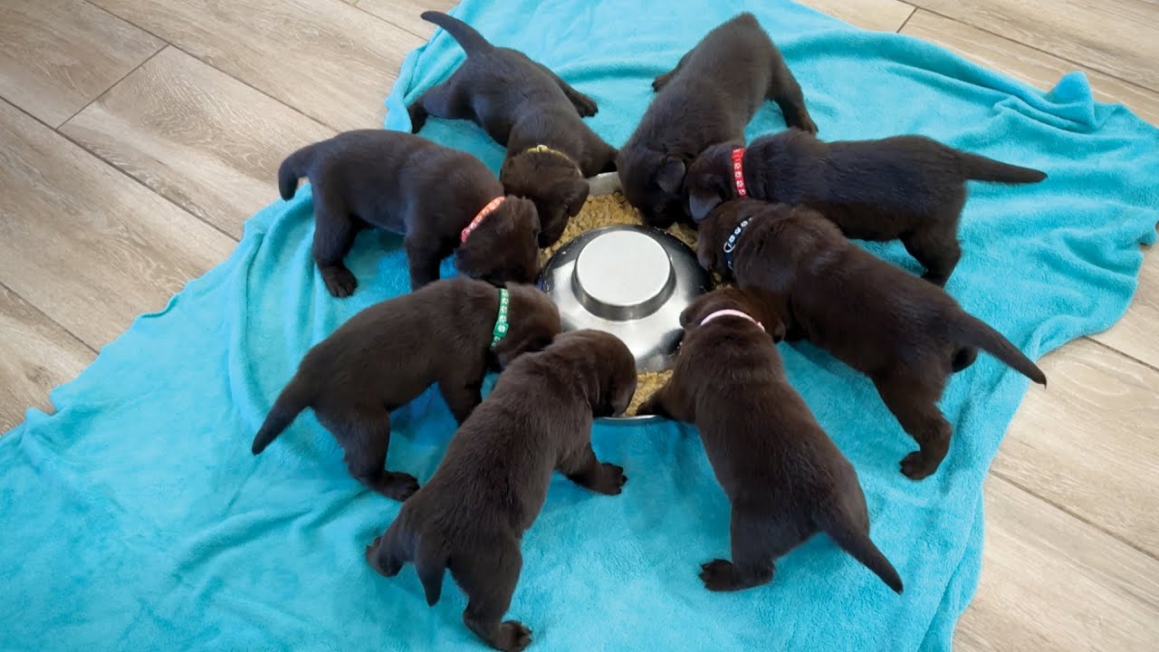 Puppies Eating For The First Time