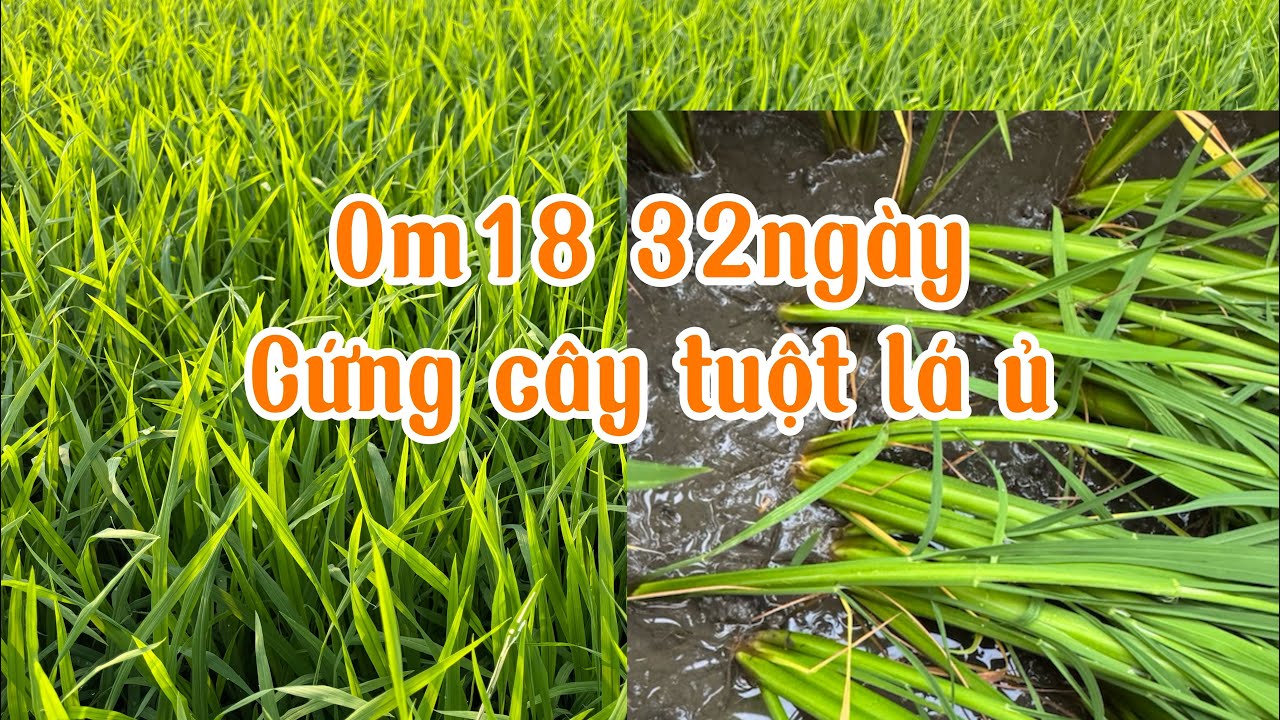 Om18 32ngày quản lý lúa cứng cây tuột lá ủ hạn chế đỗ ngã