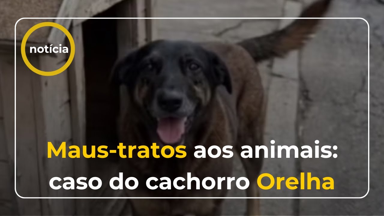 CASO CACHORRO ORELHA - REFLEXÃO ESPÍRITA