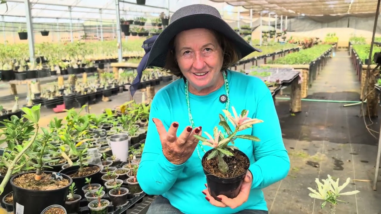 VARIEGATA, amor em uma planta espetacular 