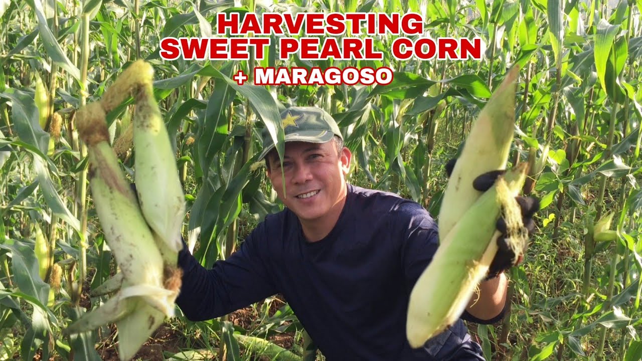 MAY PERA SA MAIS! CORN HARVESTING (SWEET PEARL VARIETY) | Biyaherong Batangueno