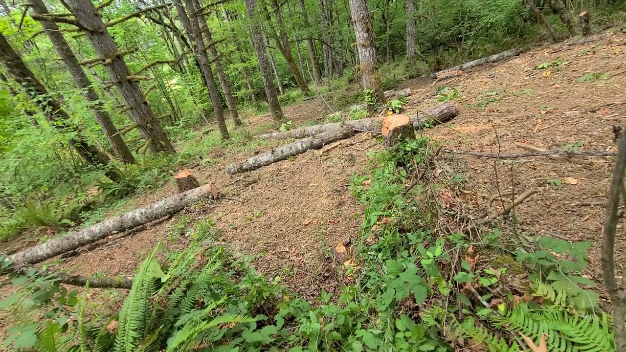 Slicing up dead logs, land clearing, fire prevention