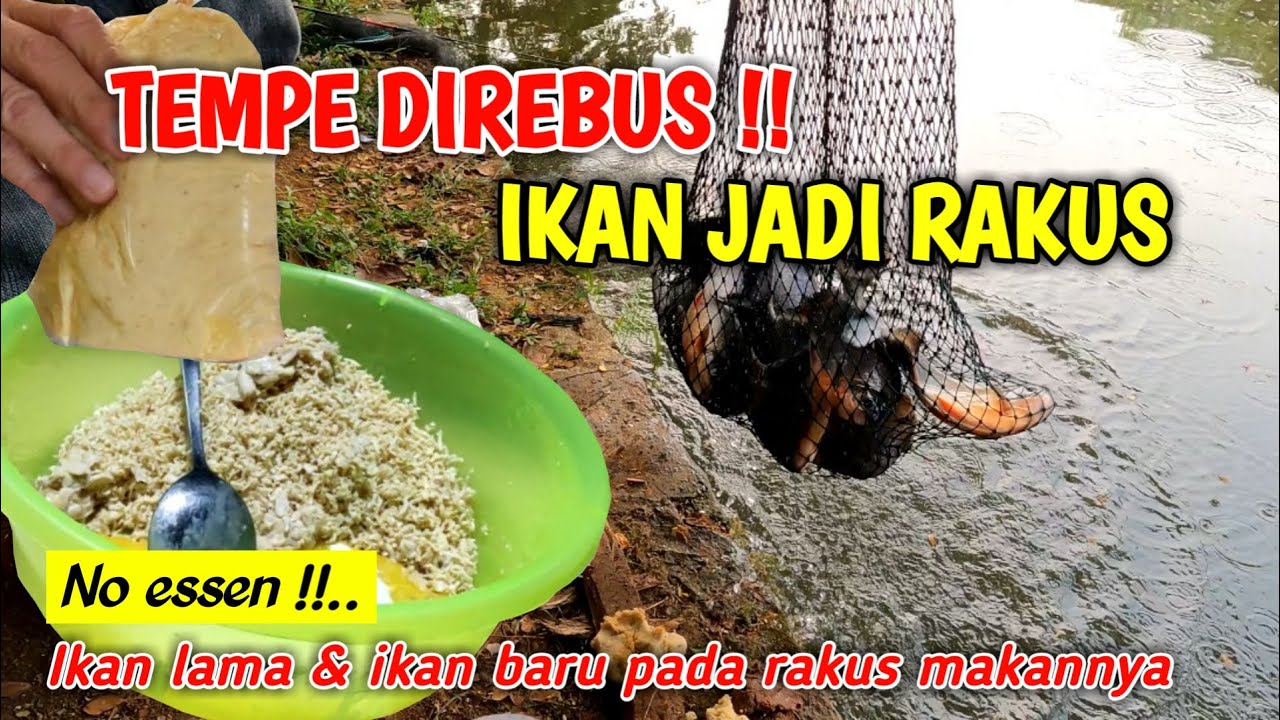UMPAN IKAN BAWAL PALING JITU DAN AMPUH