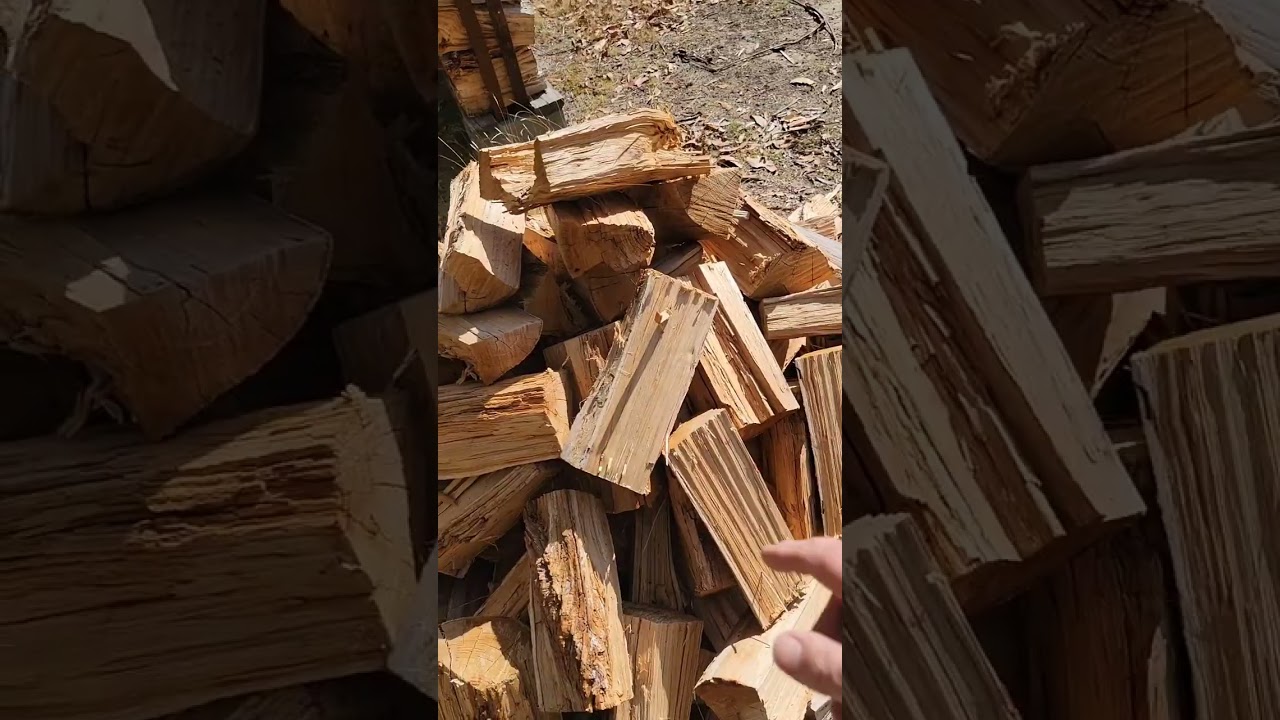 Slowly gathering more assorted pieces of firewood species to load into the woodshed. 