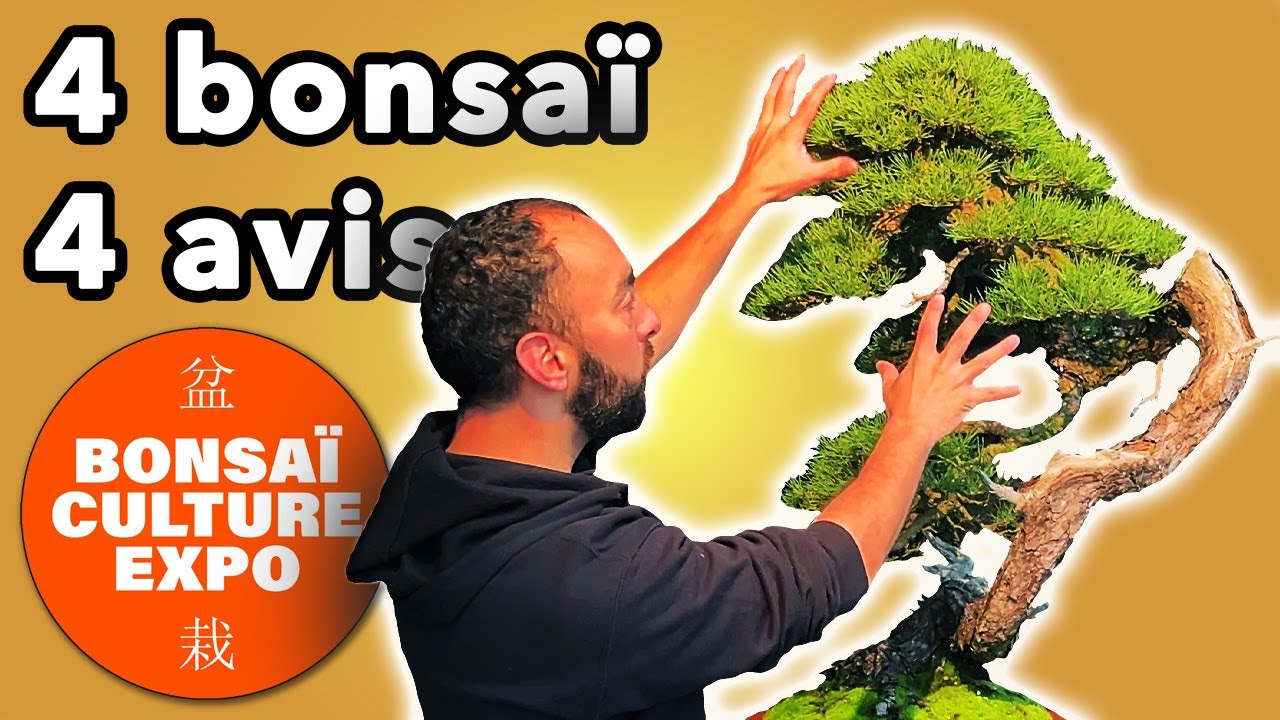 Je donne mon avis sur 4 arbres exposés à BCXPO2025