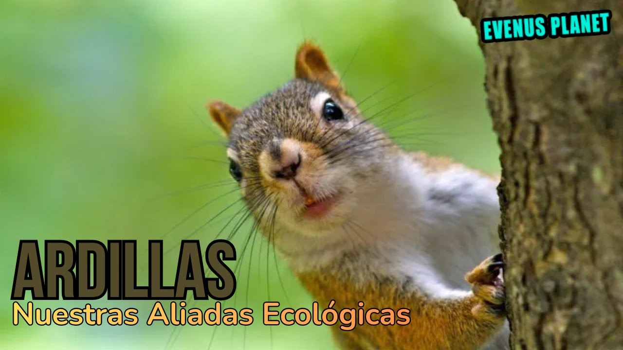 Ardillas nuestras aliadas ecológicas