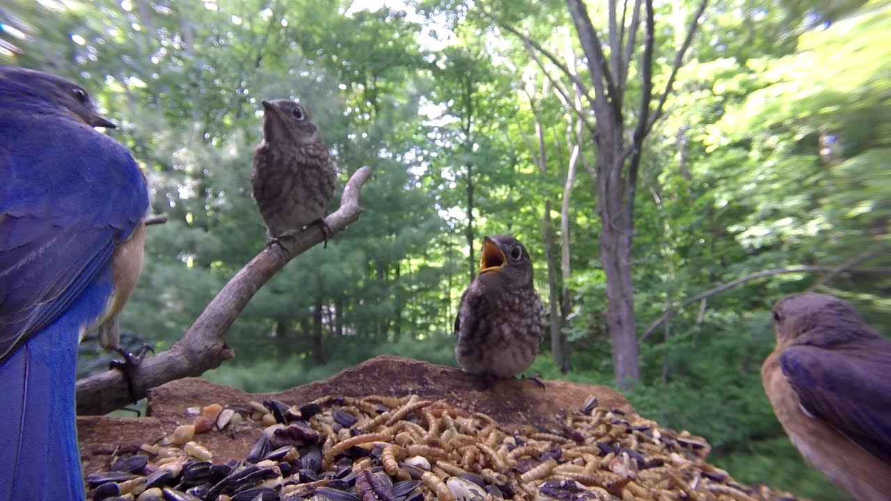 Eastern Blue bird family (20+ minutes)