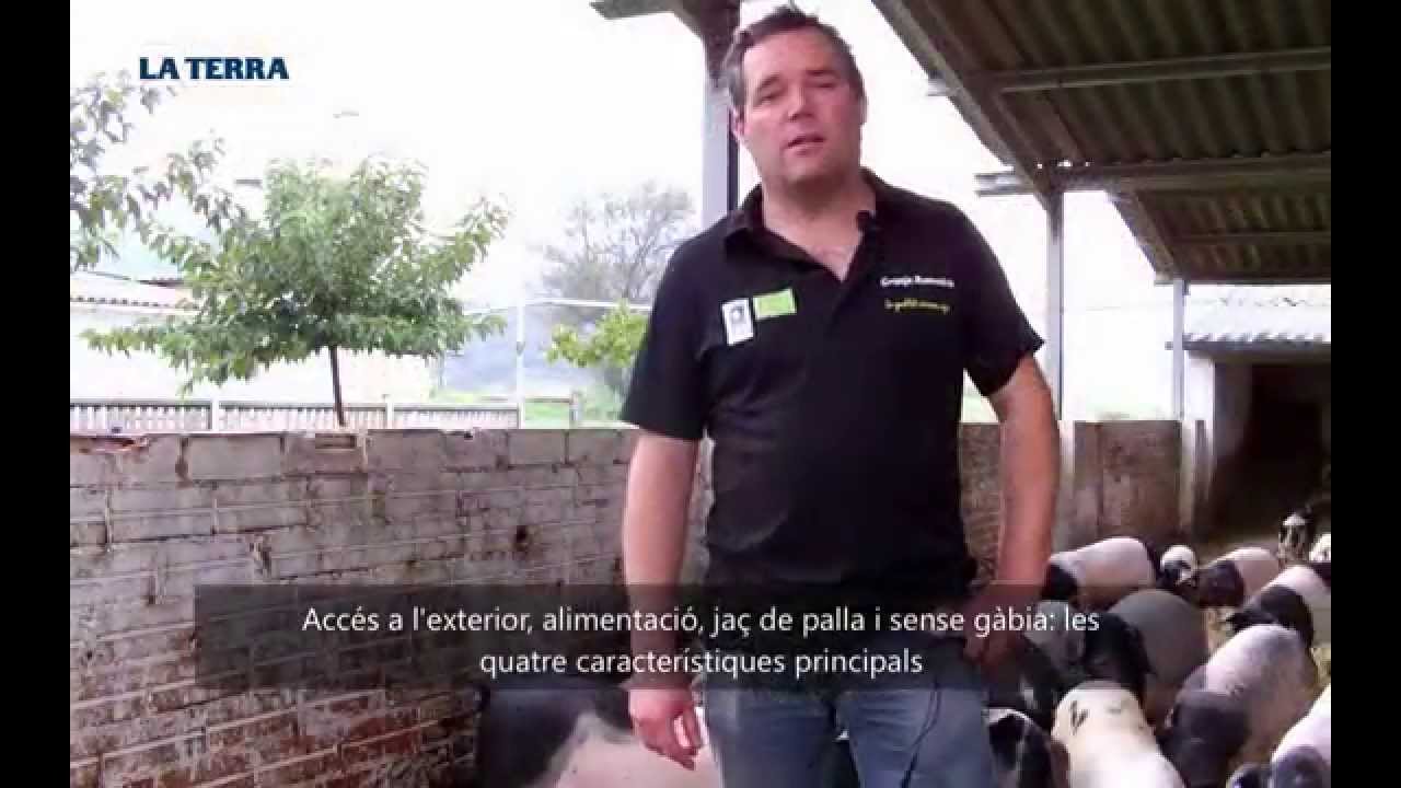 Iniciativa. Un ramader de porcí ecològic troba en el cicle tancat un preu just per a la carn