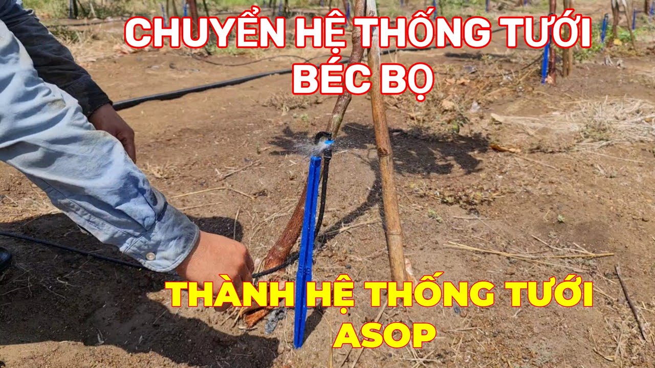 Đau lòng nhưng vẫn phải cải tạo hệ thống tưới theo kiểu béc bọ thành hệ thống tưới asop