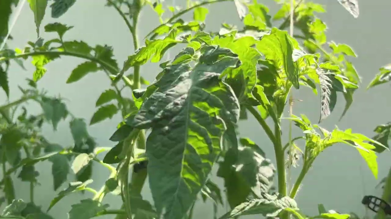 Overgrown Tomato Rescue Guide - step-by-step pruning for bigger harvests.