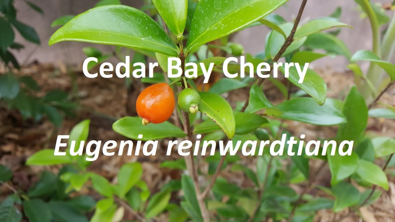 Cedar Bay Cherry (Eugenia reinwardtiana)