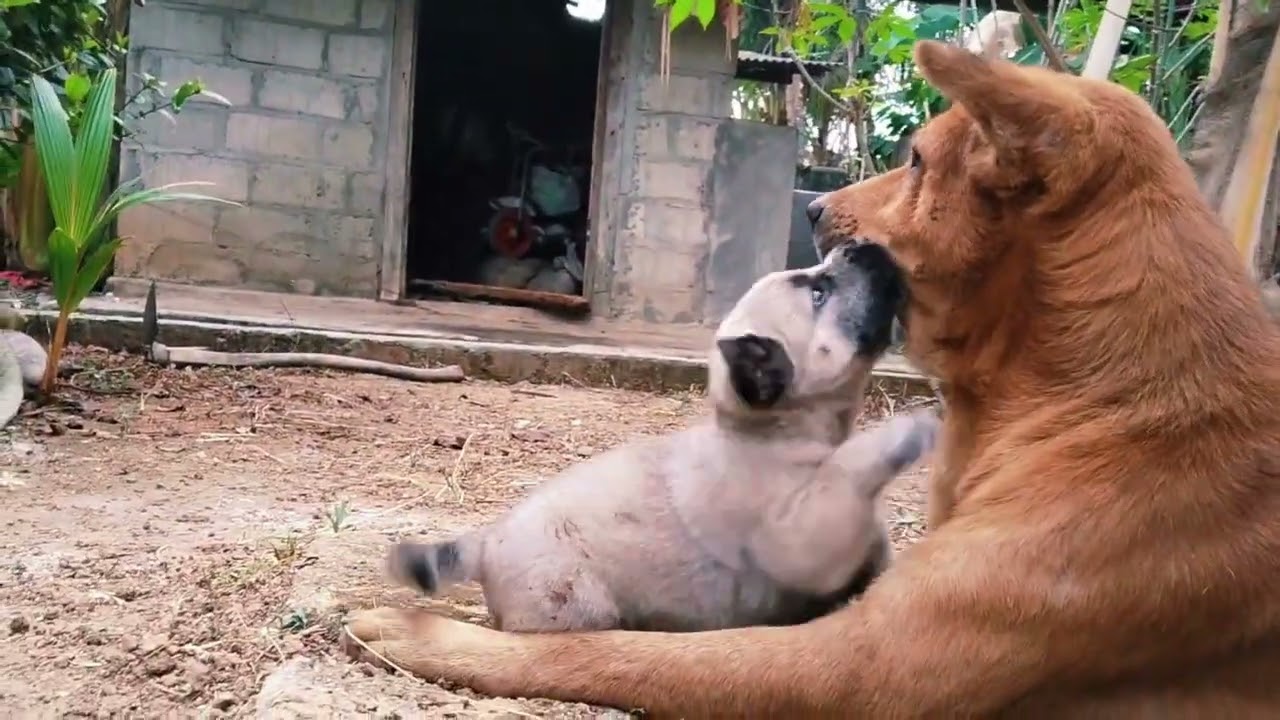 dunia anjing