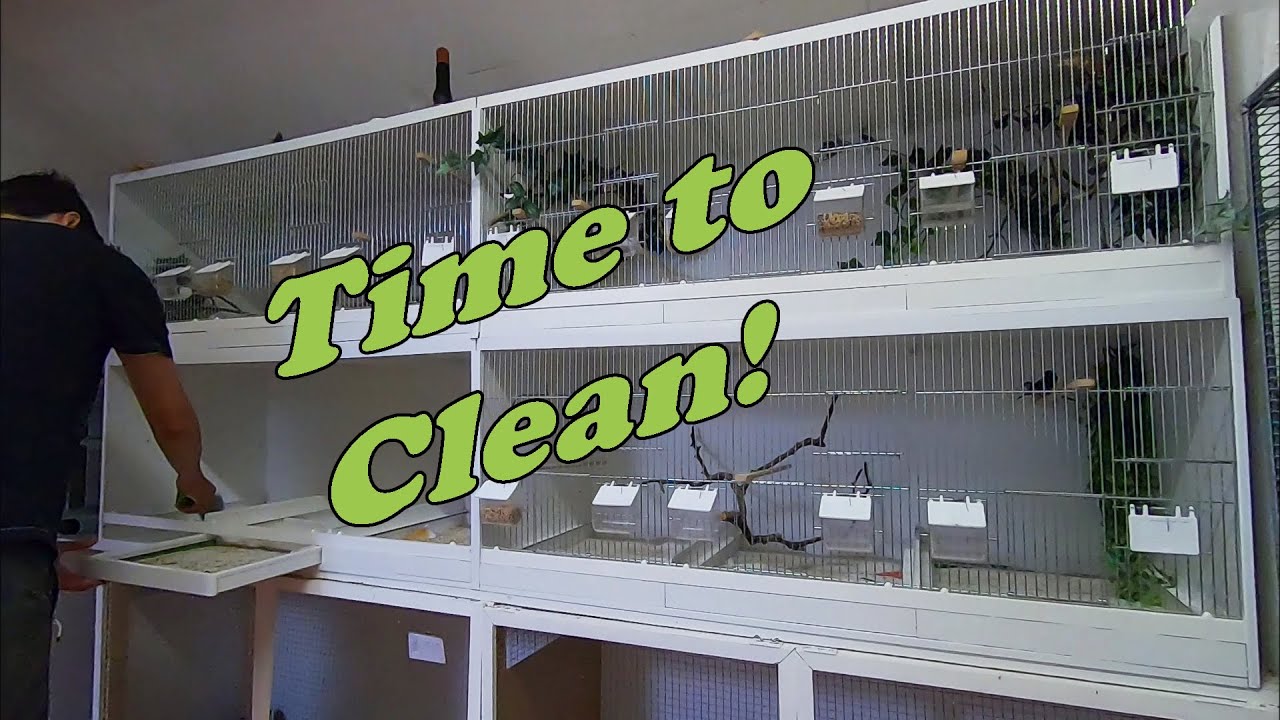 Aviary Birds Gallery Update,  Cleaning the Finch Cages