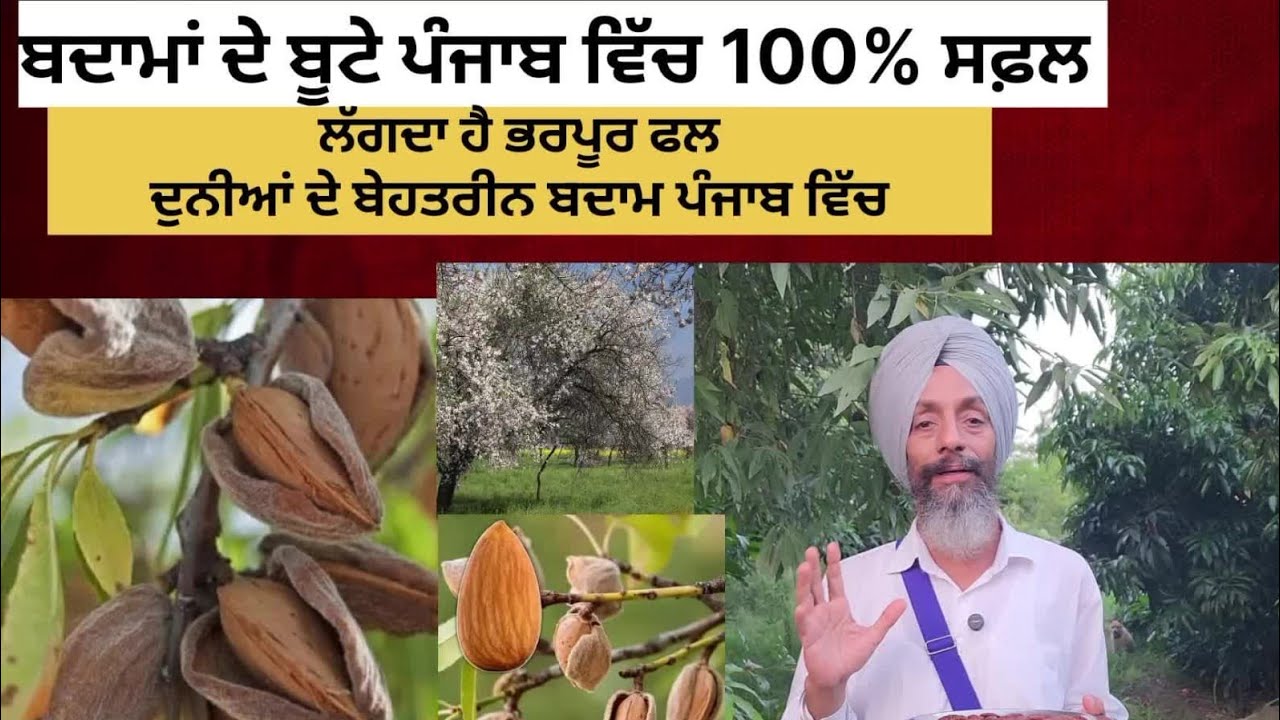 ਬਦਾਮਾਂ ਦੇ ਬੂਟੇ ਪੰਜਾਬ ਵਿੱਚ 100% ਸਫ਼ਲ   ਲੱਗਦਾ ਹੈ ਭਰਪੂਰ ਫਲ   ਦੁਨੀਆਂ ਦੇ ਬੇਹਤਰੀਨ ਬਦਾਮ ਪੰਜਾਬ ਵਿੱਚ